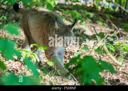 Un maschio di lince europea (Lynx lynx) si insinua attraverso il canneto Foto Stock