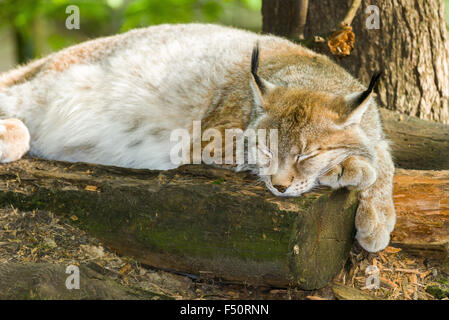 Un maschio di lince europea (Lynx lynx) sta dormendo su una pila di tronchi Foto Stock