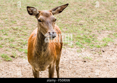 Un ritratto di una femmina di cervo (Cervus elaphus) Foto Stock