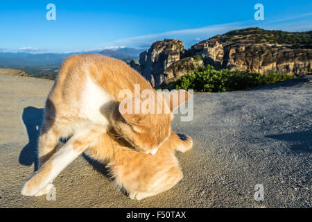 Gatto randagio nel paesaggio Meteora Foto Stock