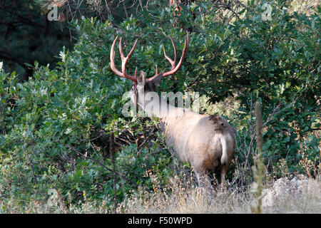 Mule Deer appena fuori di velluto Foto Stock