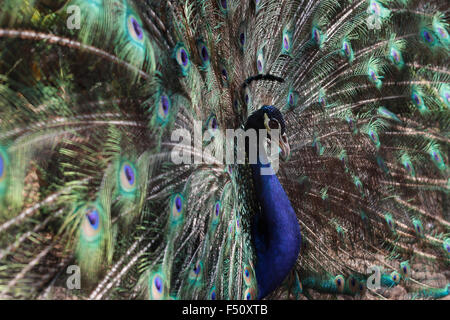 Jakarta, Indonesia. 25 ott 2015. Un peafowl blu (Pavo cristatus) diffonde le sue piume per attrarre femmine pavoni presso il Taman Mini parco degli uccelli,Jakarta.Pavo cristatus è una specie di peafowl nativo di Asia del Sud, ma introdotto in molte altre parti del mondo.blu peafowl vive prevalentemente sul terreno nella foresta aperta o su terreni coltivati dove il foraggio per i frutti di bosco, grani ma anche preda di serpenti, lucertole e piccoli roditori Credito: Satunggal Hesang Pamarta/Alamy Live News Foto Stock