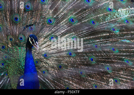 Jakarta, Indonesia. 25 ott 2015. Un peafowl blu (Pavo cristatus) diffonde le sue piume per attrarre femmine pavoni presso il Taman Mini parco degli uccelli,Jakarta.Pavo cristatus è una specie di peafowl nativo di Asia del Sud, ma introdotto in molte altre parti del mondo.blu peafowl vive prevalentemente sul terreno nella foresta aperta o su terreni coltivati dove il foraggio per i frutti di bosco, grani ma anche preda di serpenti, lucertole e piccoli roditori Credito: Satunggal Hesang Pamarta/Alamy Live News Foto Stock