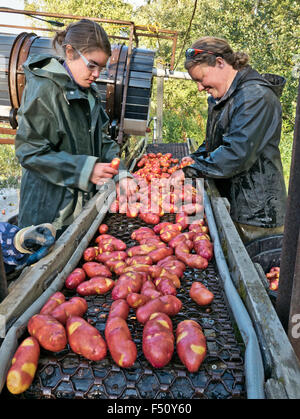 Equipaggio di lavaggio patate raccolte 'Magic Myrna" varietà. Foto Stock
