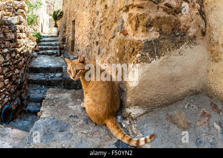 Gatto rosso in Monemvasia Foto Stock