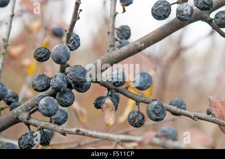 Asciugare prugnolo, Prunus spinosus close up Foto Stock