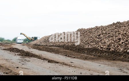 Veicolo agricolo la raccolta delle barbabietole da zucchero a giorni di autunno Foto Stock