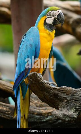 Bella blu-giallo Macaw (Ara ararauna), noto anche come il Blu e Oro Macaw Foto Stock