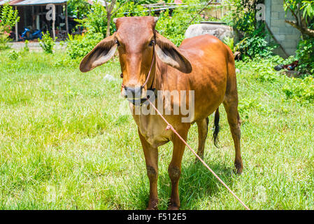 Mucca mangiare erba nelle zone rurali. Foto Stock