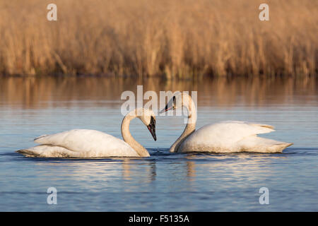 Cygnus buccinator Foto Stock