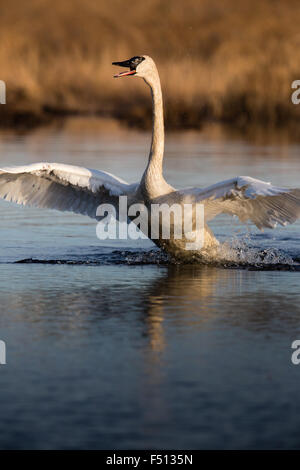 Cygnus buccinator Foto Stock