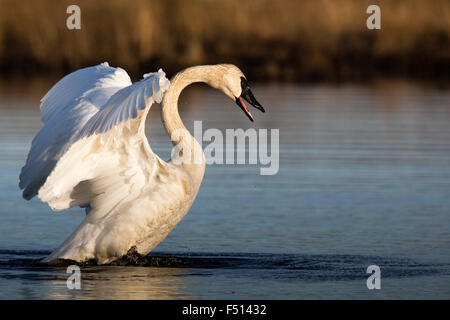 Cygnus buccinator Foto Stock