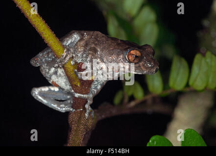 L'immagine di Bush Frog ( Raorchestes bombayensis) è stato preso in Amboli ghta, Maharashtra, India Foto Stock