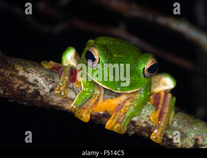 L'immagine del Malabar scorrevolezza frog ( Rhacophorus malabaricus) è stato preso in Amboli ghta, Maharashtra, India Foto Stock