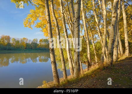 Fiume Siret e sunrise nella foresta di autunno Foto Stock