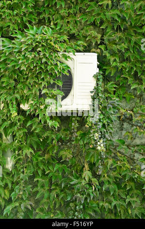 Dettaglio shot con verde edera su un muro di casa a copertura di un condizionatore di aria Foto Stock