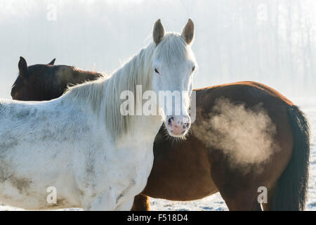 Un bianco e un cavallo marrone sono in piedi su un prato hoarfrozen Foto Stock