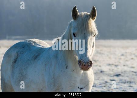 Un cavallo bianco è in piedi su un prato hoarfrozen Foto Stock