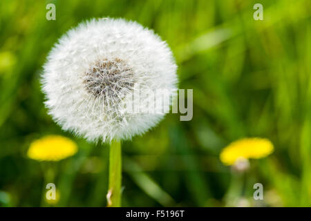 I semi di tarassaco (Taraxacum officinale) simile a una sfera Foto Stock