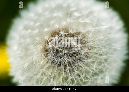 I semi di tarassaco (Taraxacum officinale) simile a una sfera Foto Stock