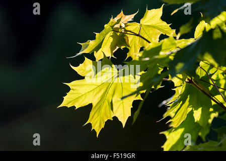 Il soleggiato delle foglie di acero in Norvegia (Acer platanoides) Foto Stock