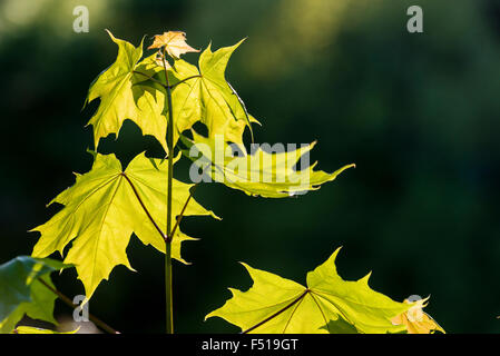 Il soleggiato delle foglie di acero in Norvegia (Acer platanoides) Foto Stock