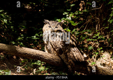 Gufo reale seduti sulla struttura ad albero e individuare la preda Foto Stock