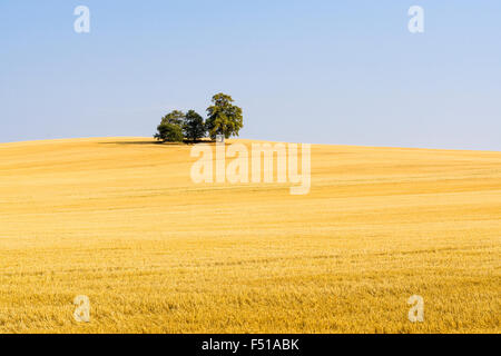 Un raccolto campo giallo, alcuni alberi in lontananza Foto Stock