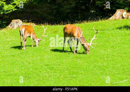 Due maschio daini sono giornate di pascolo su un verde prato Foto Stock