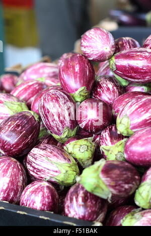 Nubia le melanzane o tiger Solanum melongena melanzane Foto Stock