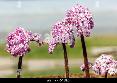 Darmera peltata, rabarbaro indiano o impianto di ombrello Foto Stock