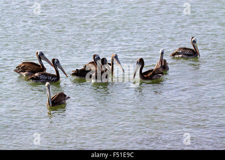 Pellicano peruviana (Pelecanus thagus) Paracas, Islas Ballestas, Perù. Foto Stock