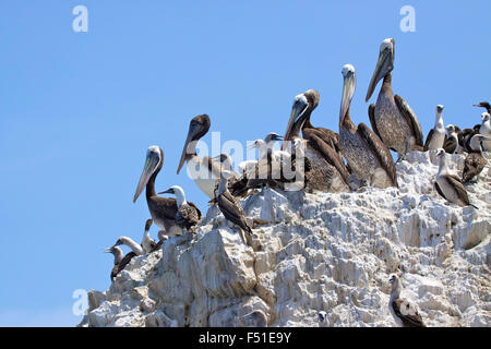 Pellicano peruviana (Pelecanus thagus) Paracas, Islas Ballestas, Perù. Foto Stock