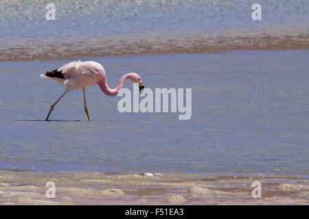 James's Flamingo (Phoenicopterus jamesi), noto anche come la Puna Flamingo è un Sud Americana flamingo. Laguna Blanca, Bolivia. Foto Stock