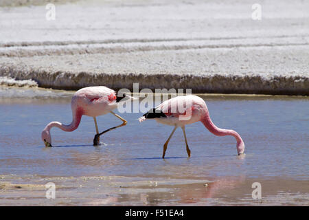 James's Flamingo (Phoenicopterus jamesi), noto anche come la Puna Flamingo è un Sud Americana flamingo. Laguna Blanca, Bolivia. Foto Stock