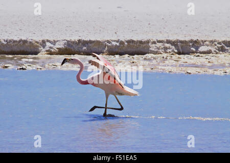 James's Flamingo (Phoenicopterus jamesi), noto anche come la Puna Flamingo è un Sud Americana flamingo. Laguna Blanca, Bolivia. Foto Stock