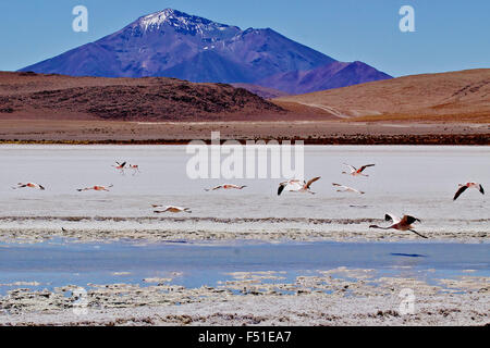 James's fenicotteri (Phoenicopterus jamesi), noto anche come la Puna Flamingo è un Sud Americana flamingo. Laguna Blanca, Bolivia Foto Stock