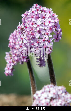 Darmera peltata, rabarbaro indiano o impianto di ombrello Foto Stock