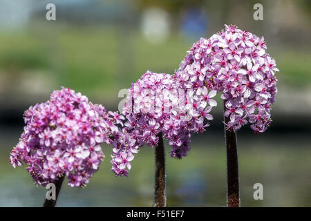 Darmera peltata, rabarbaro indiano o impianto di ombrello Foto Stock