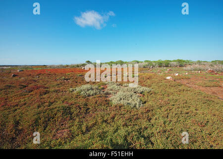 Aspro paesaggio su North Seymour island, Galapagos, Ecuador. Foto Stock