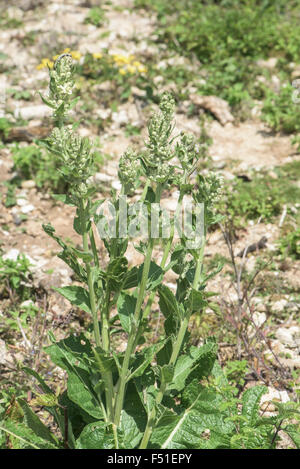 Molène lychnitis, Bianco Mullein, Surrey, Regno Unito. Giugno. Foto Stock