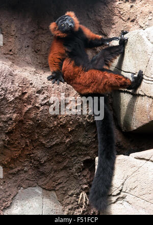 Un rosso lemure ruffed (Varecia rubra), ponendo nel proprio recinto a specie rare Conservation Centre, sandwich.