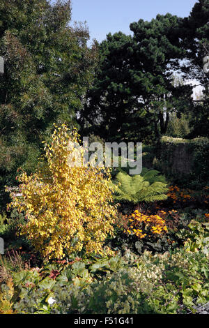 RHS HYDE HALL. Il giardino di ROBINSON in autunno. Foto Stock