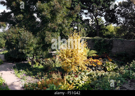 RHS HYDE HALL. Il giardino di ROBINSON in autunno. Foto Stock