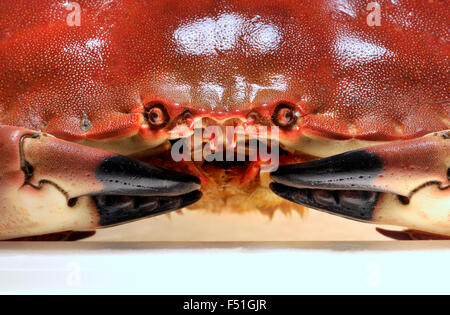 Commestibile intero / Marrone / Cromer Crab - primo piano della faccia Foto Stock