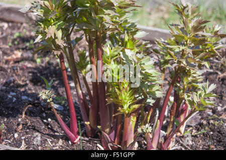 Wild Levisticum officinale, levistico, in Forrest Foto Stock