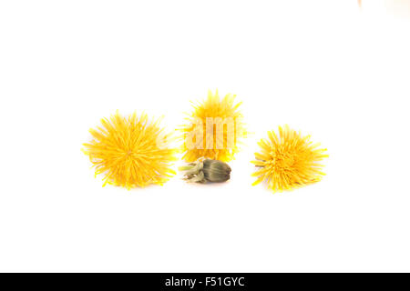 Il giallo dei fiori di tarassaco, isolato su sfondo bianco Foto Stock