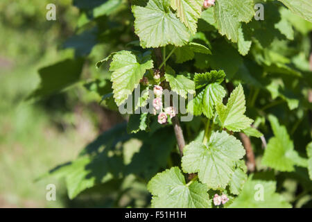 Ribes nero, ribes nigrum, fiori nel giardino Foto Stock