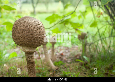 Giovani parasol fungo in un campo di erba. Foto Stock