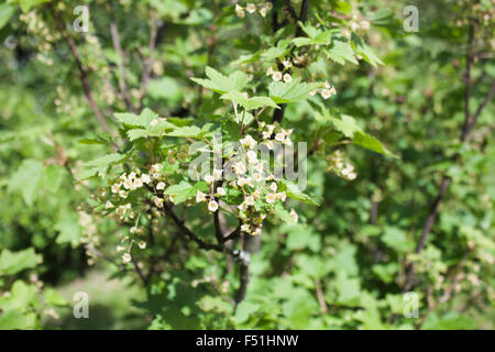 Ribes rubrum, ribes rosso fiori, su un ribes rosso bush Foto Stock